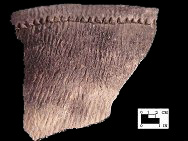 Shepard rim sherd from the Winslow site 18MO9-SI Cat. #449644 - Courtesy of the Smithsonian Institution, Museum of Natural History, Department of Anthropology.